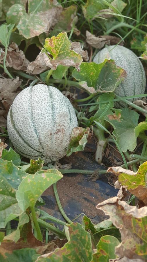 Azienda Agricola I Peperoncini Alghero Eksteriør bilde