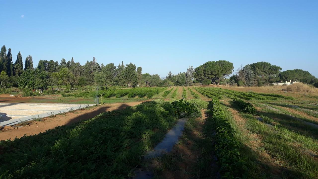 Azienda Agricola I Peperoncini Alghero Eksteriør bilde